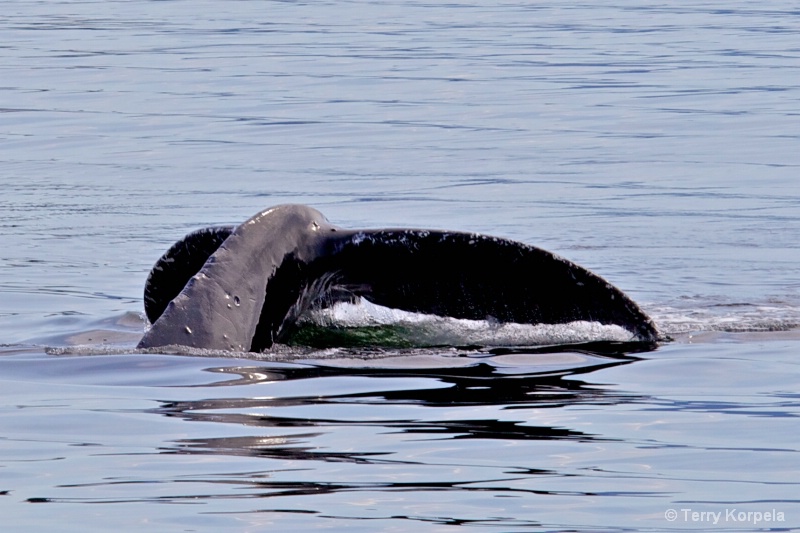 Whale Alaska