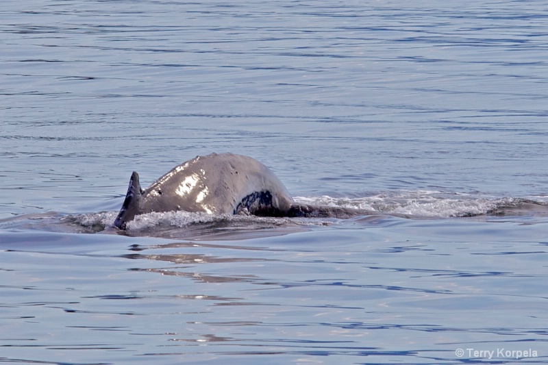 Whale Alaska