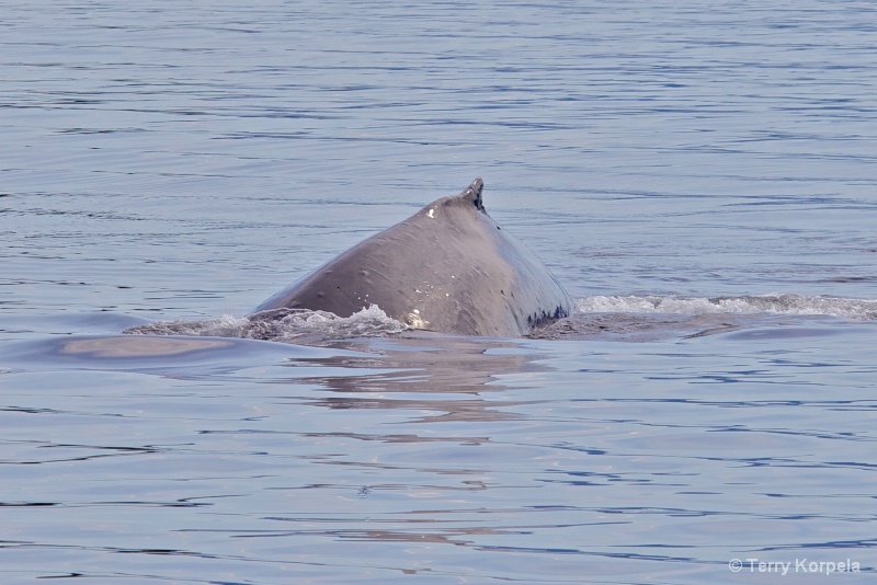 Whale Alaska