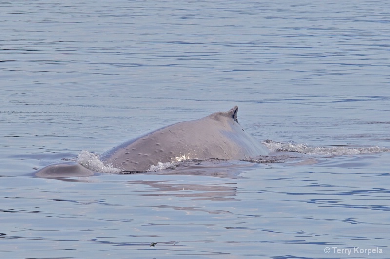 Whale Alaska