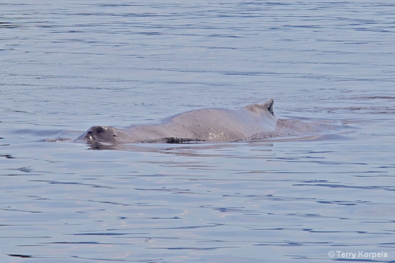 Whale Alaska