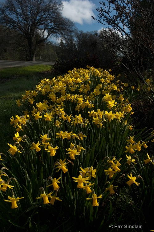 Daffodils with Oak Tree