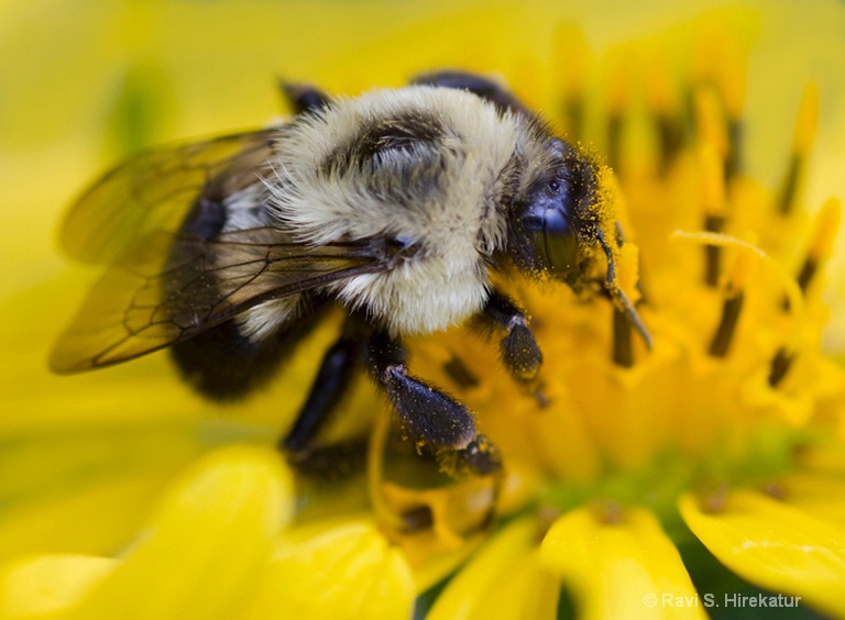 Bumble bee on sunflower