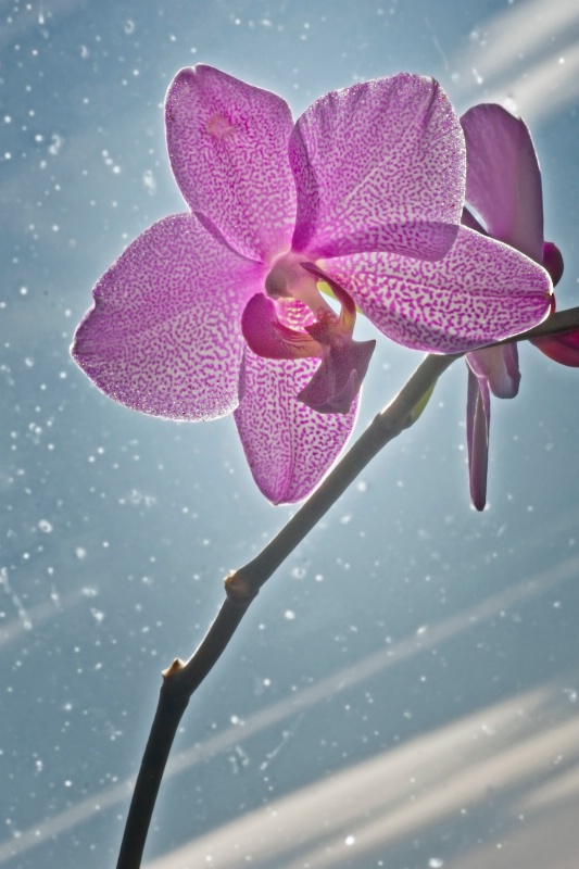 Orchid in a Winter Window