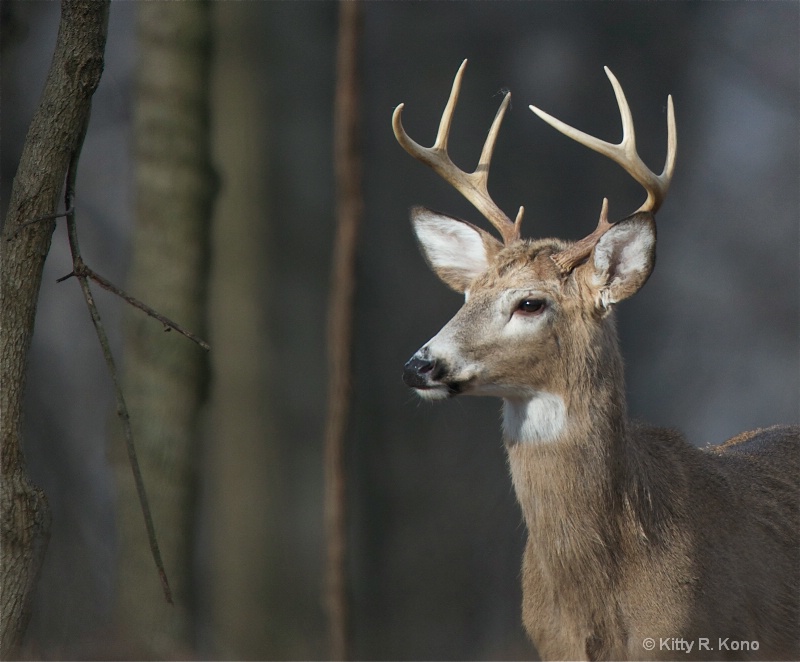 Eight Pointer in the Woods