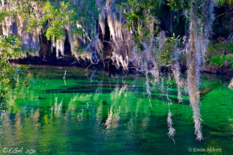 Manatee and Moss