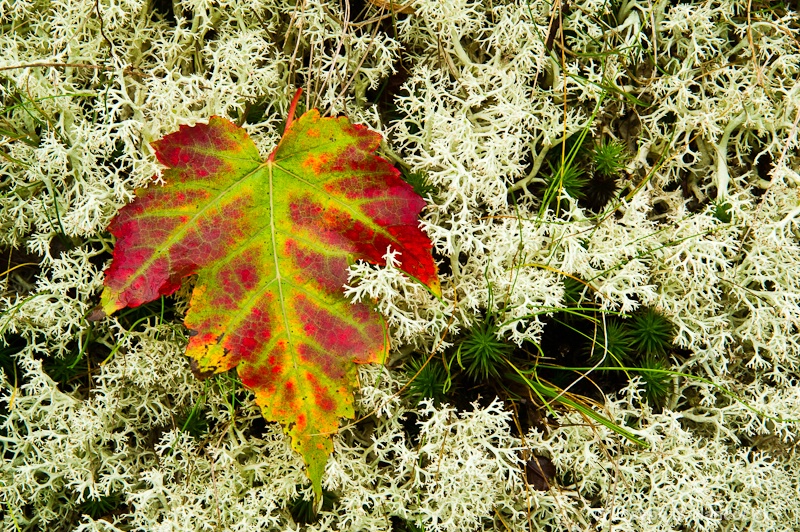 d3s 17452 - Maple Leaf on Lichen