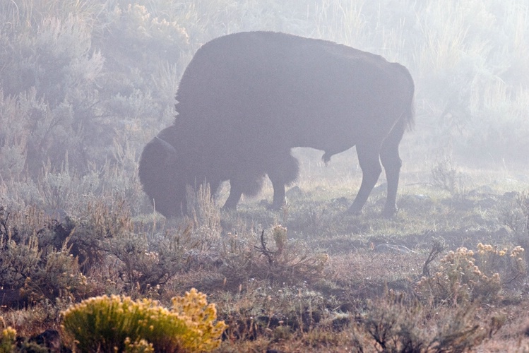 Foggy Morn Grazing