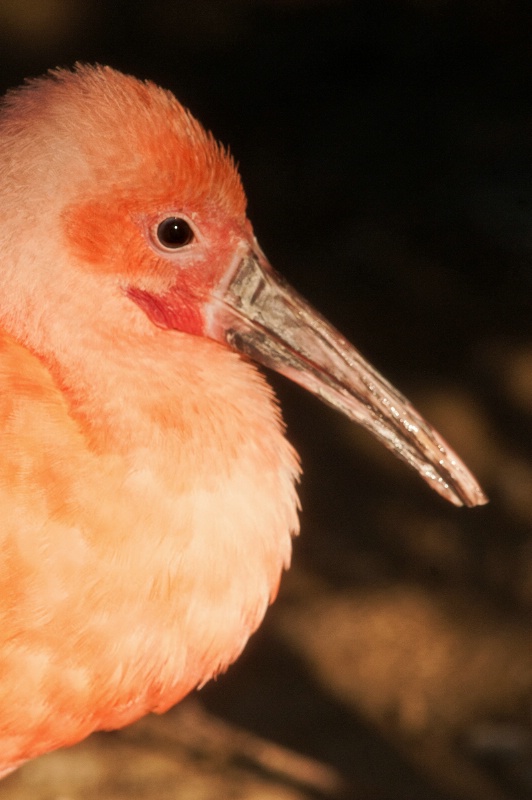 Roseate Spoonbill