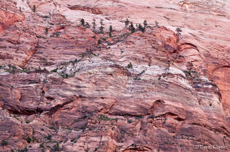Red Rock Abstract ~ Zion National Park