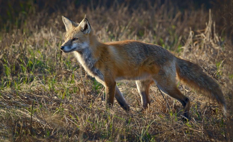 Backlit Red Fox