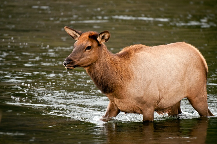 River Crossing
