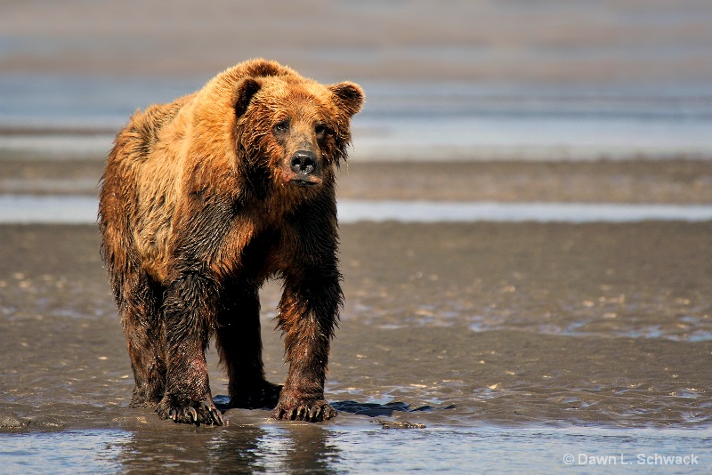 Grizzly Stance 2