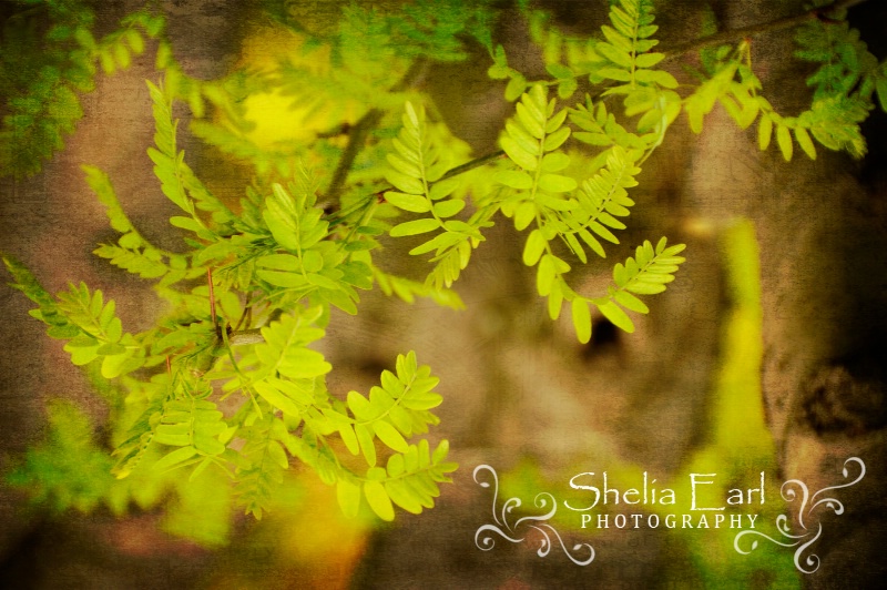 Autumn Greenery