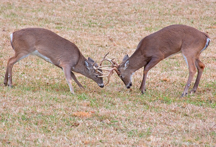 Bucks Fighting, GSMNP Cades Cove