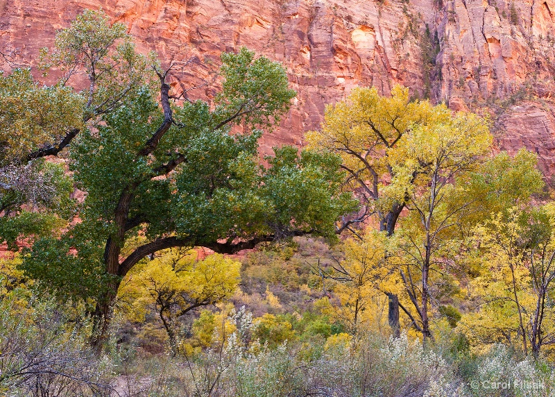 Changing Colors ~ Zion National Park