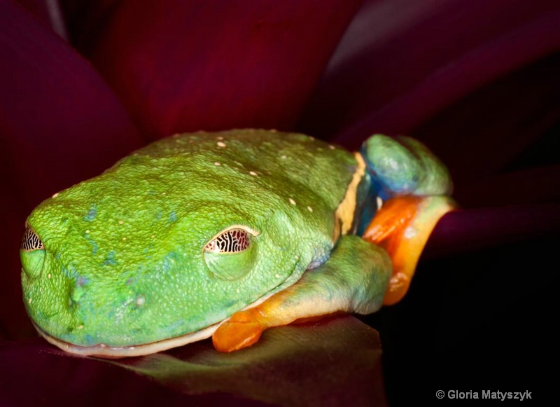 Red Eyed Tree Frog, Sleeping