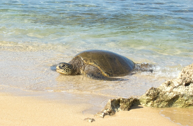 Sea Turtle Comes Ashore