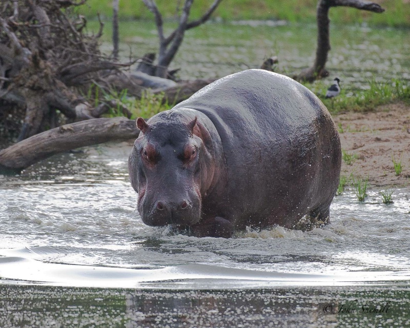 Hippopotamus - Jan 1st, 2012