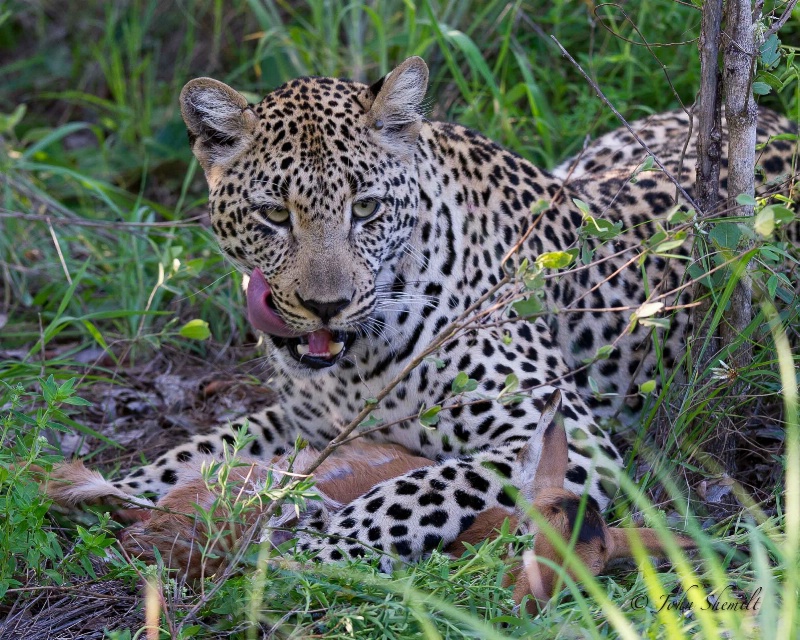 Leopard - Dec 27th, 2011