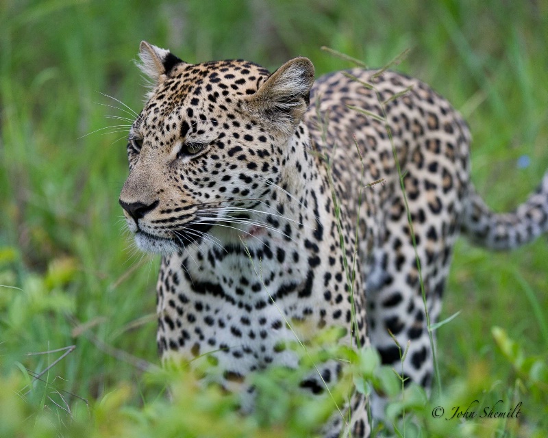 Leopard - Dec 29th, 2011