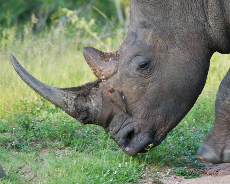 Rhinocerous - Dec 30th, 2011