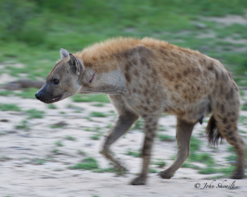 Hyena - Dec 29th, 2011