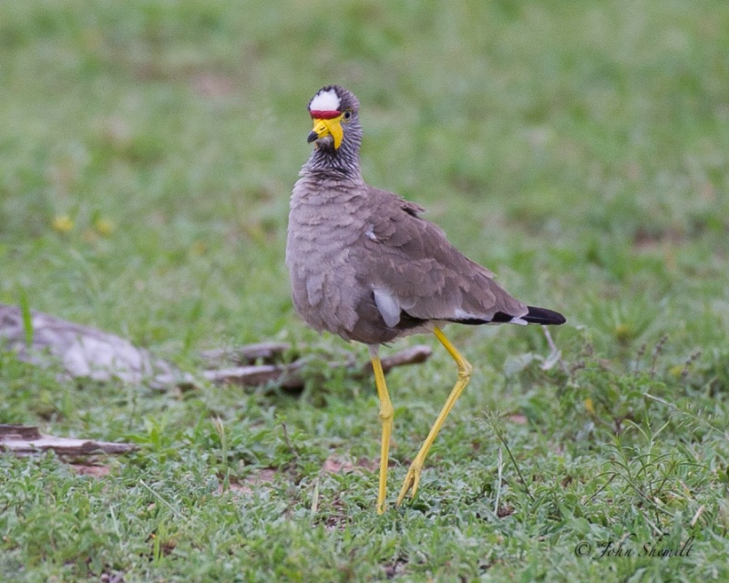 African Wattled Plover - Dec 29th, 2011