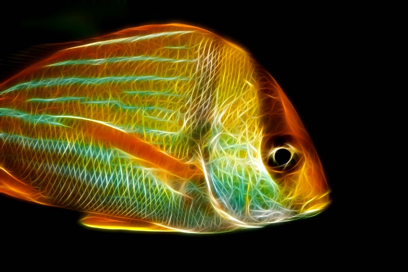 OBX Fish--Fractalius