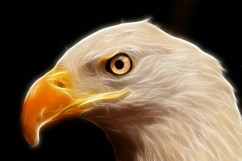 BG Bald Eagle--Fractalius