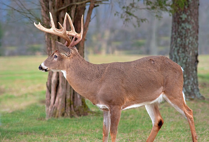 Buck 19, Cades Cove