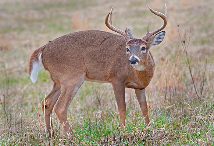 Buck 20, Cades Cove