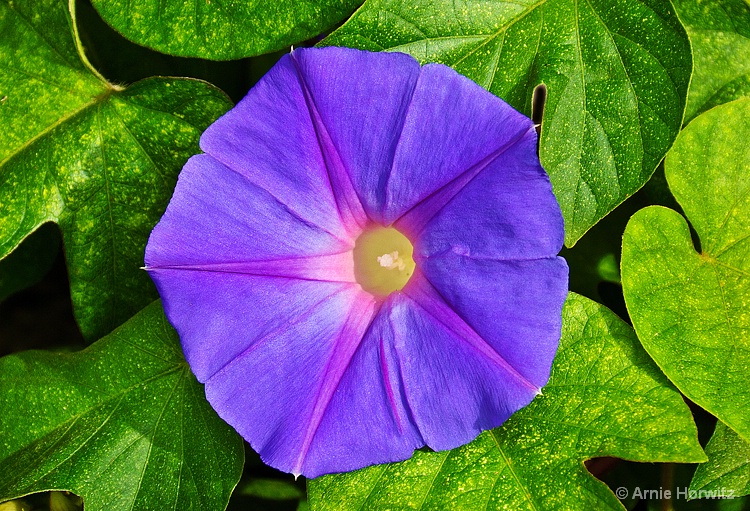 Purple in a Sea of Green