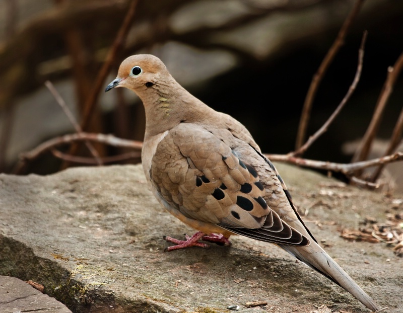 Dove on a Stone Wall