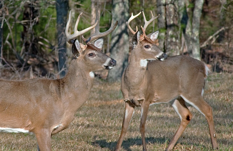 Buck Buddies, Cades Cove