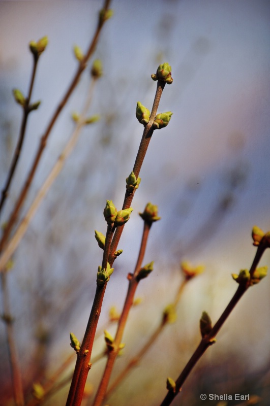 Budding Out