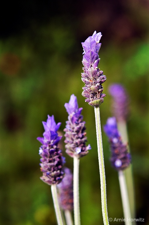 Purple Standout