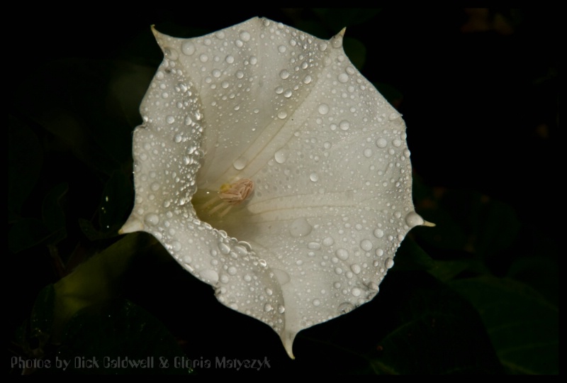 White morning glory in the rain, Florida.
