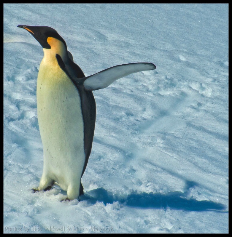 Emperor penguin, Antarctica