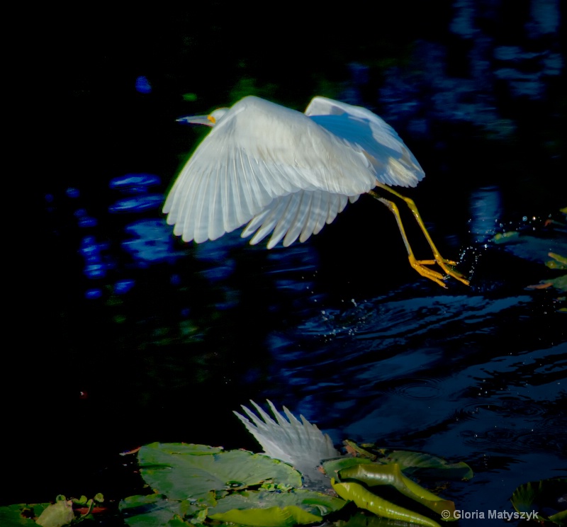 White Egret, Florida