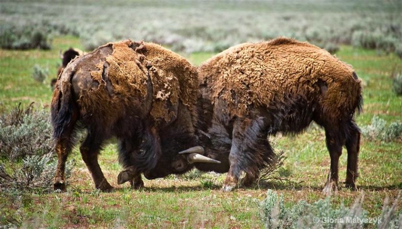 Two male buffalo, bison, fighting, Wyoming