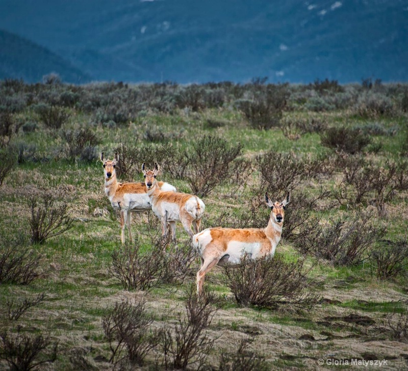 Pronghorn antelope, Red Rocks Nature Preserve, MT
