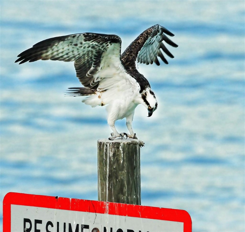 Osprey, Treasure Island, Florida