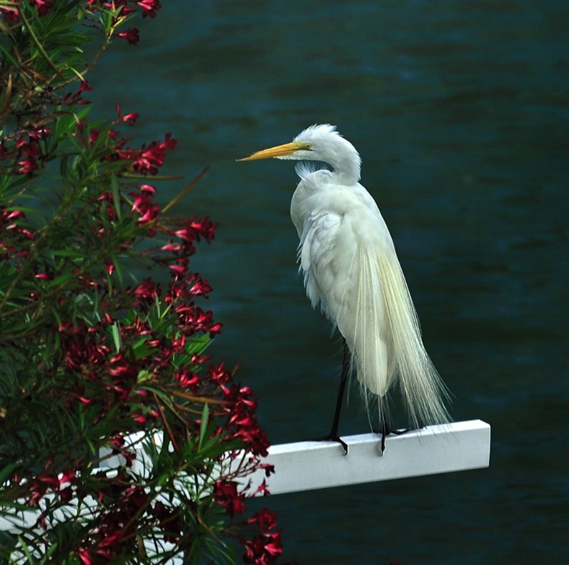 White egret, Treasure Island, Florida