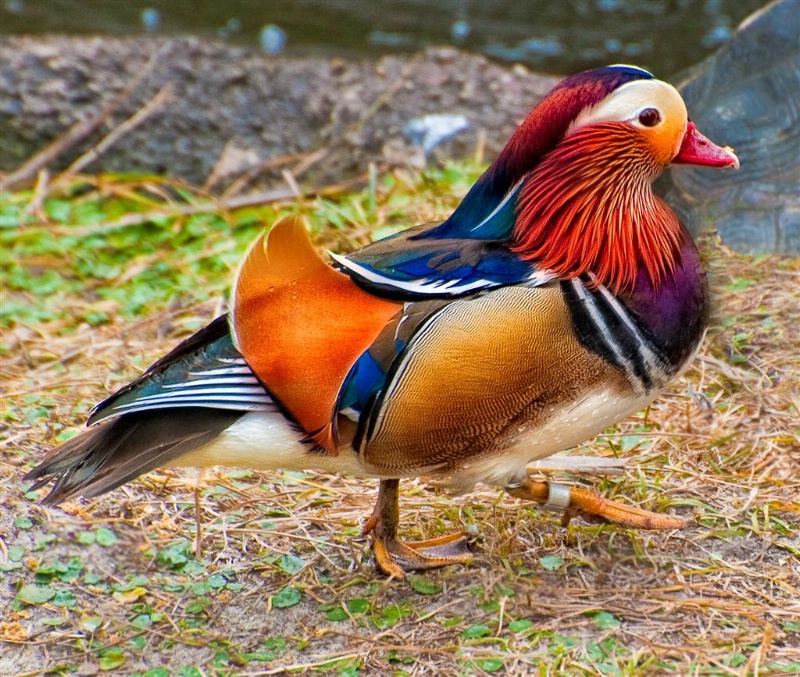 Mandarin duck, Lowery Park, Tampa, Florida