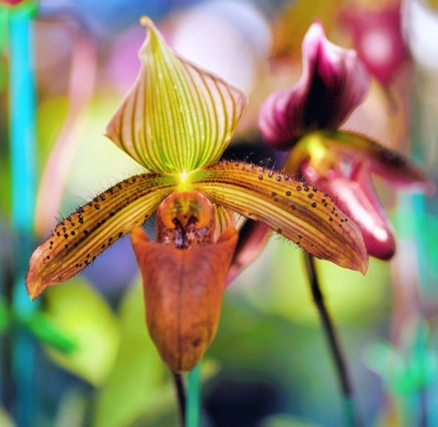 Lady Slipper orchid, Sunken Gardens, Florida