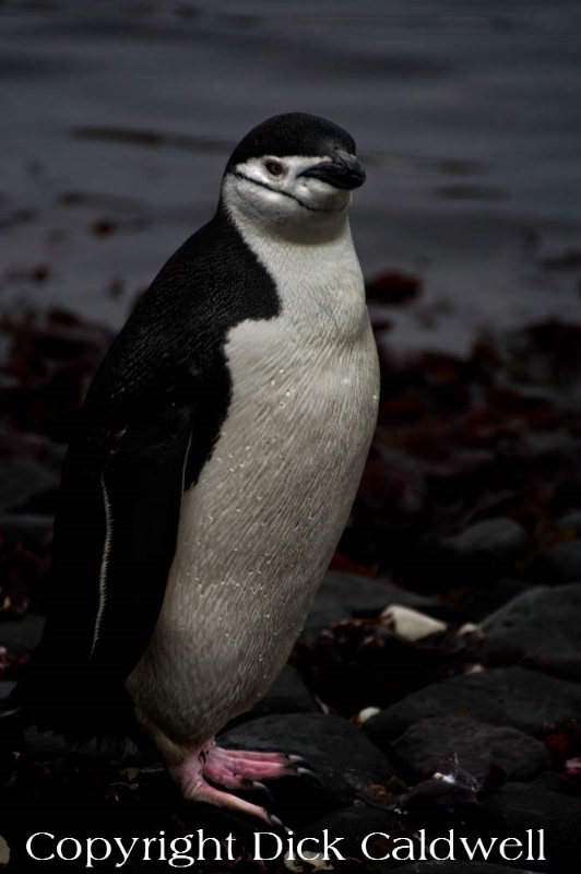 Chinstrap penguin, Antarctica
