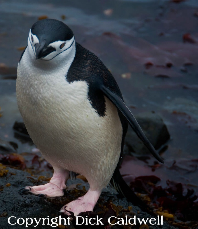 Chinstrap penguin, Antarctica