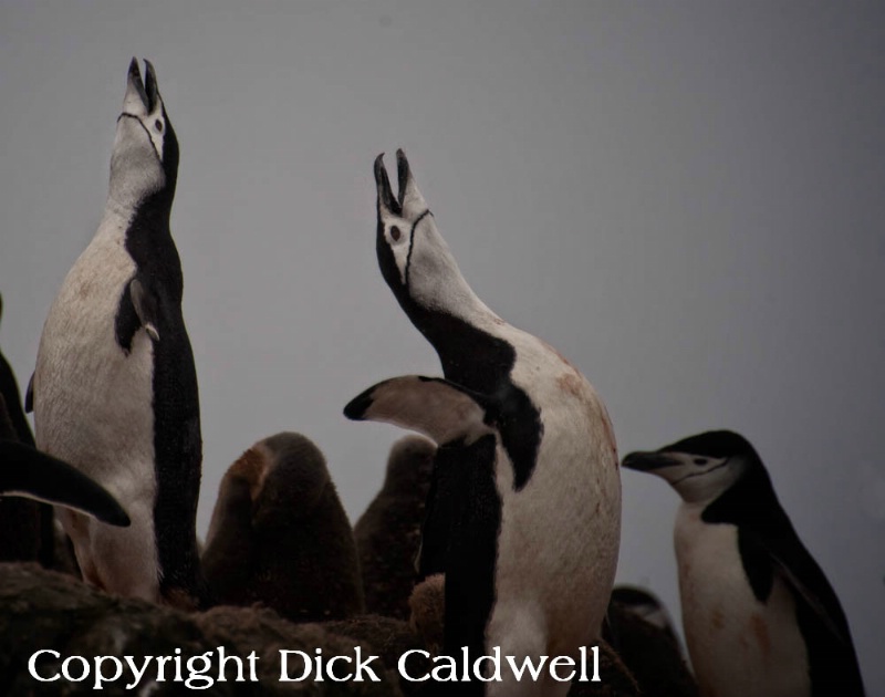 Chinstrap penguins crowing, Antarctica
