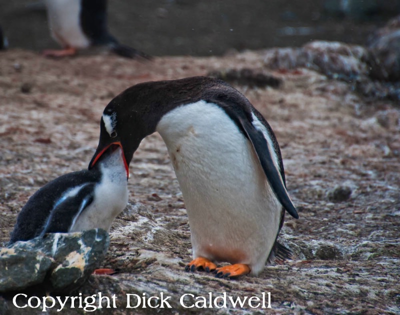 Gentoo penguin feeding the chick, Antarctica